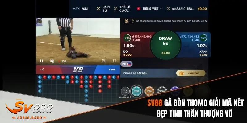 Gà Đòn Thomo SV88 - Đấu Trường Những Chiến Kê Bất Bại 1 sv88 ga don