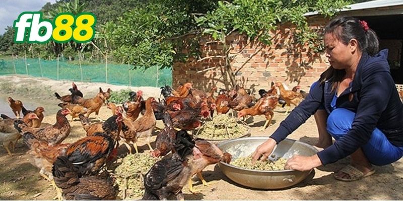 Cách Chăm Sóc Gà Chuối Đỏ Đạt Hiệu Suất Cao Chia Sẻ Từ FB88 1 Giới thiệu về gà chuối lửa