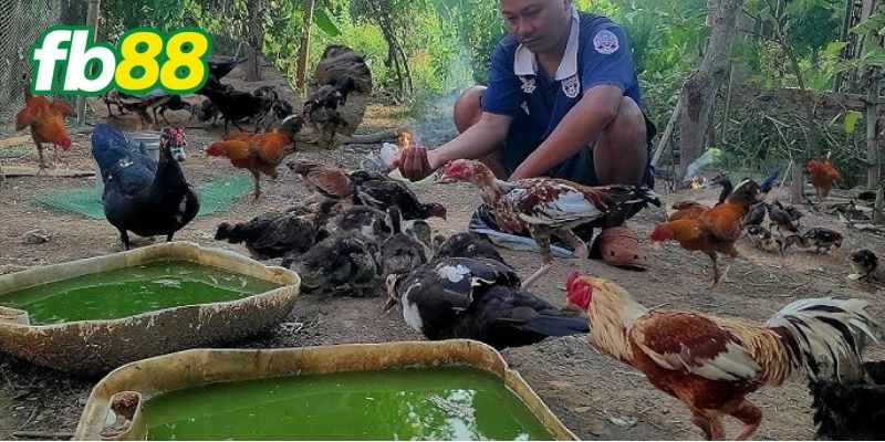 Cách Chăm Sóc Gà Chuối Đỏ Đạt Hiệu Suất Cao Chia Sẻ Từ FB88 2 Những điểm đặc trưng của gà chuối lửa - Cách chăm sóc gà chuối